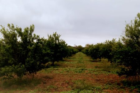 Se vende huerto de naranjas en Linares - 1200 arboles ya produciendo.