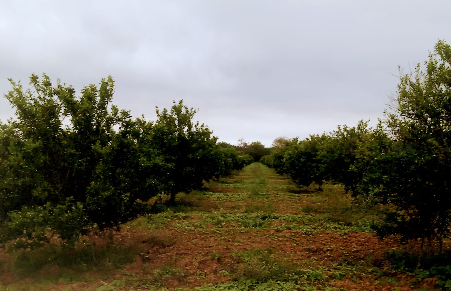 Se vende huerto de naranjas en Linares - 1200 arboles ya produciendo.